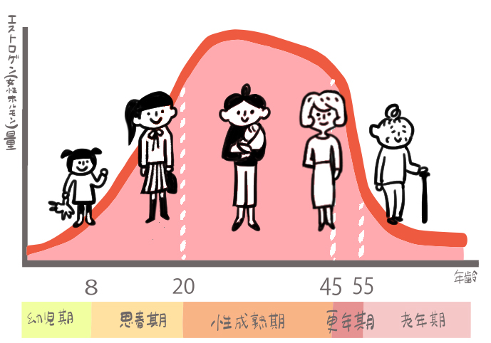 エストロゲンの量